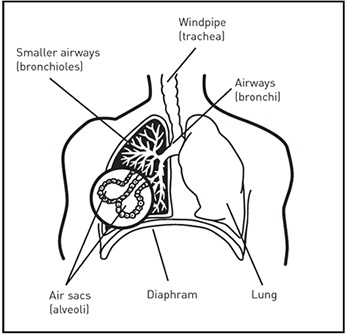 How your lungs work